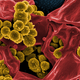 Scientists say they’ve created a simpler, safer version of teixobactin, an experimental antibiotic touted as a new weapon against superbugs like methicillin-resistant Staphylococcus aureus (MRSA)